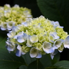 紫陽花が咲き始めました