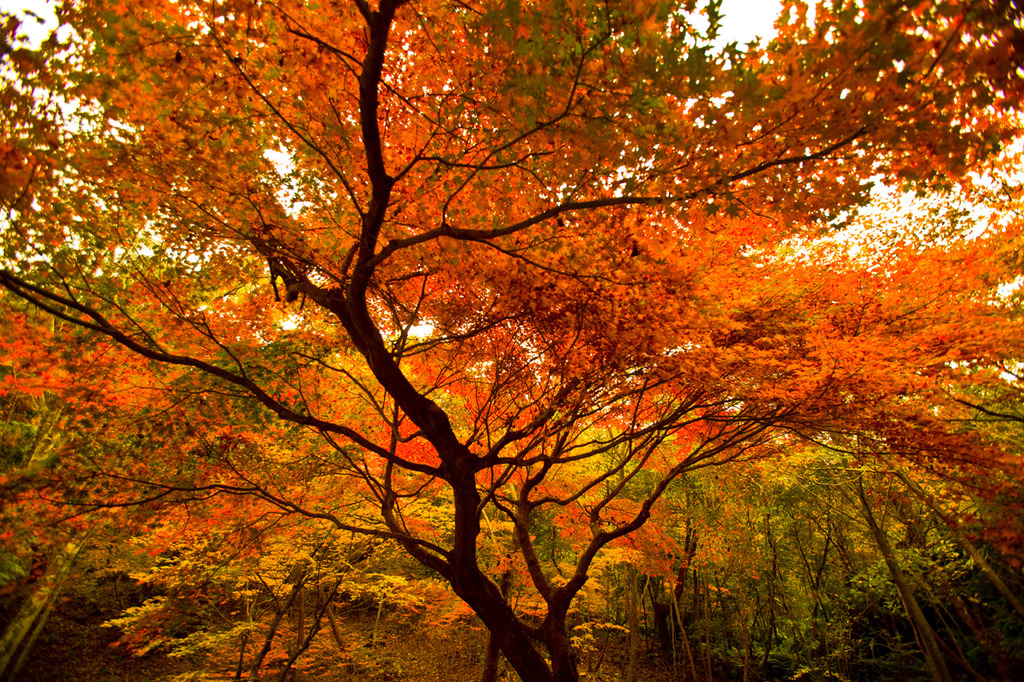 紅葉２