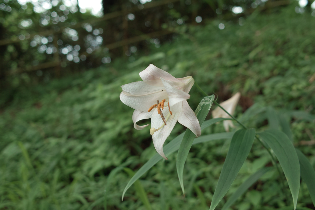 09.07.11天狗棚_SDIM0565