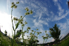 額田の空２