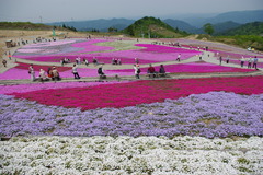 芝桜