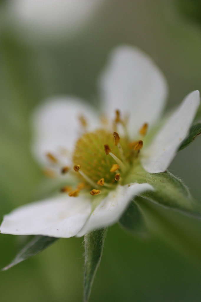 strawberry flower 3