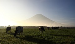 fuji+vaca171