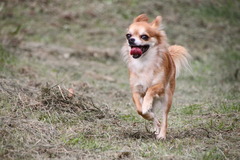 passeio ----------- 116