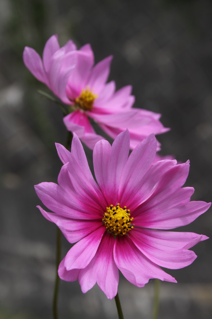 passeio +----9999 006