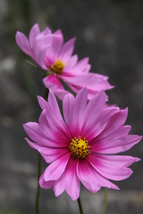 passeio +----9999 006