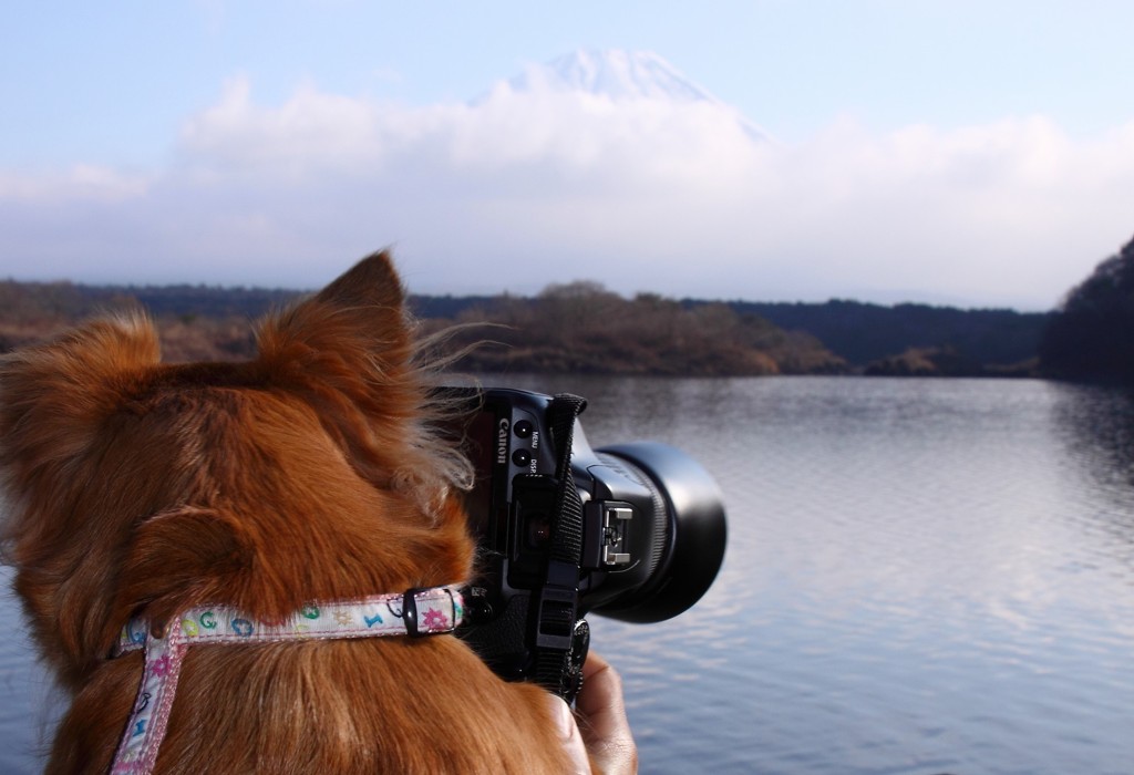 camera dog