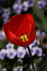 tulipa