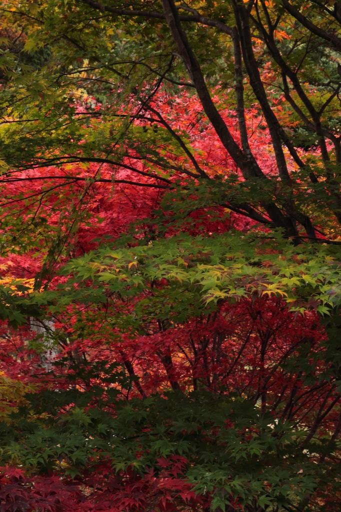 tateshina lake09