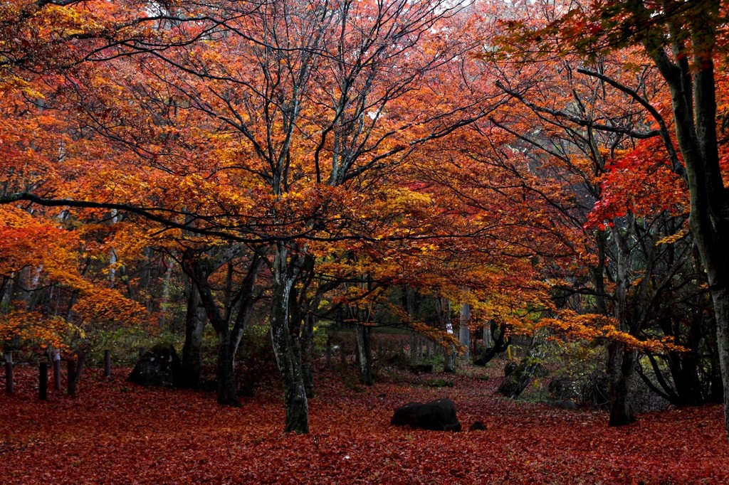 parque okaya2