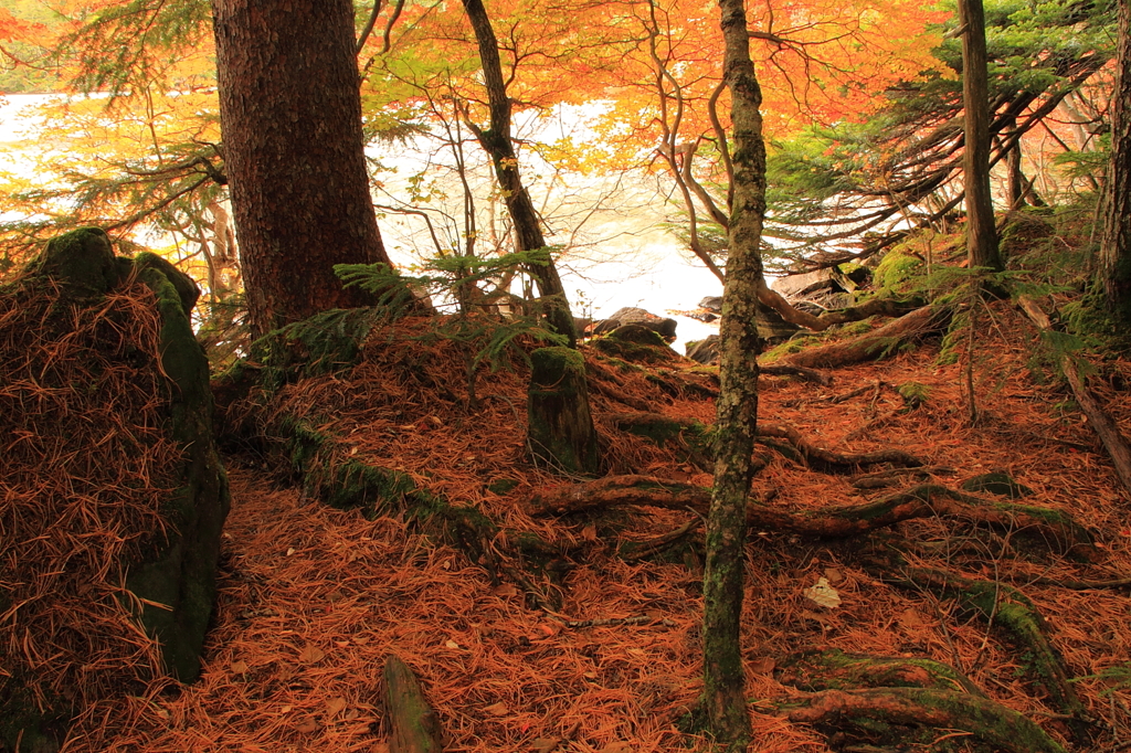 Shirokoma-ike  白駒池 3