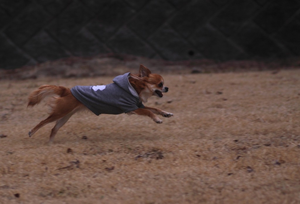 nami speed race