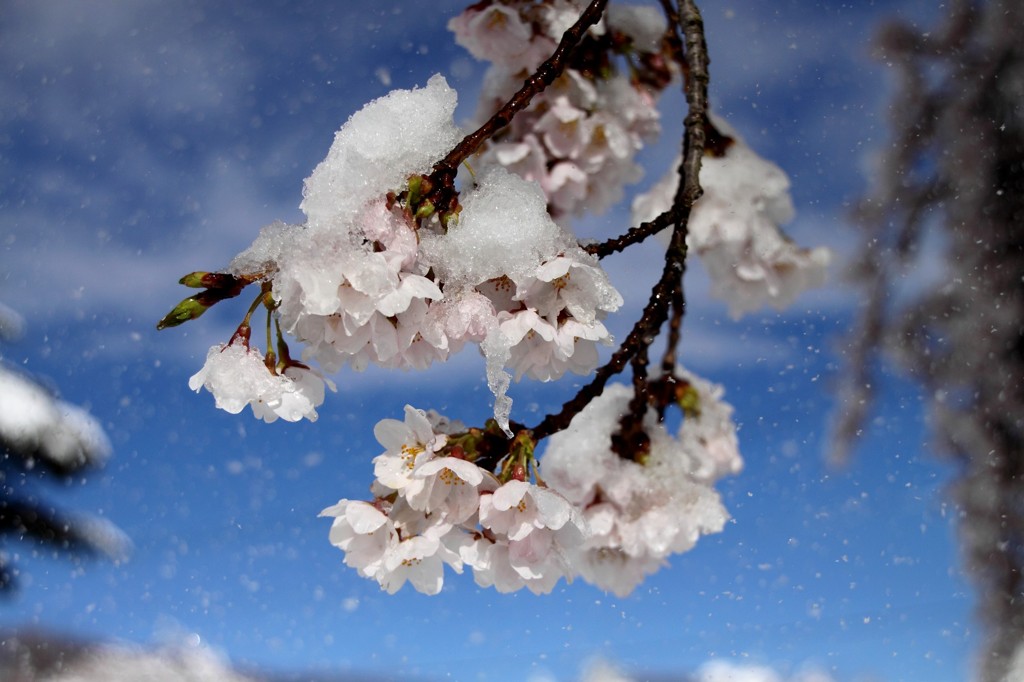 sakura + yuki =bikuri