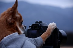 camera dog -2