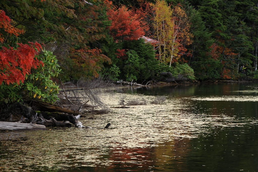 Shirokoma-ike  白駒池 koyo 2010-2
