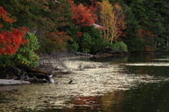 Shirokoma-ike  白駒池 koyo 2010-2