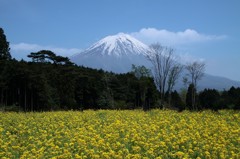 mt fuji