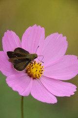 cosmos 171