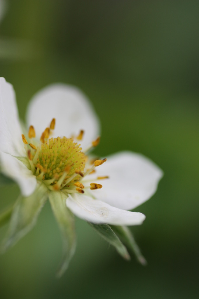 strawberry flower 2