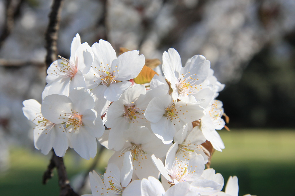 ４月の桜～懐かしいなぁ