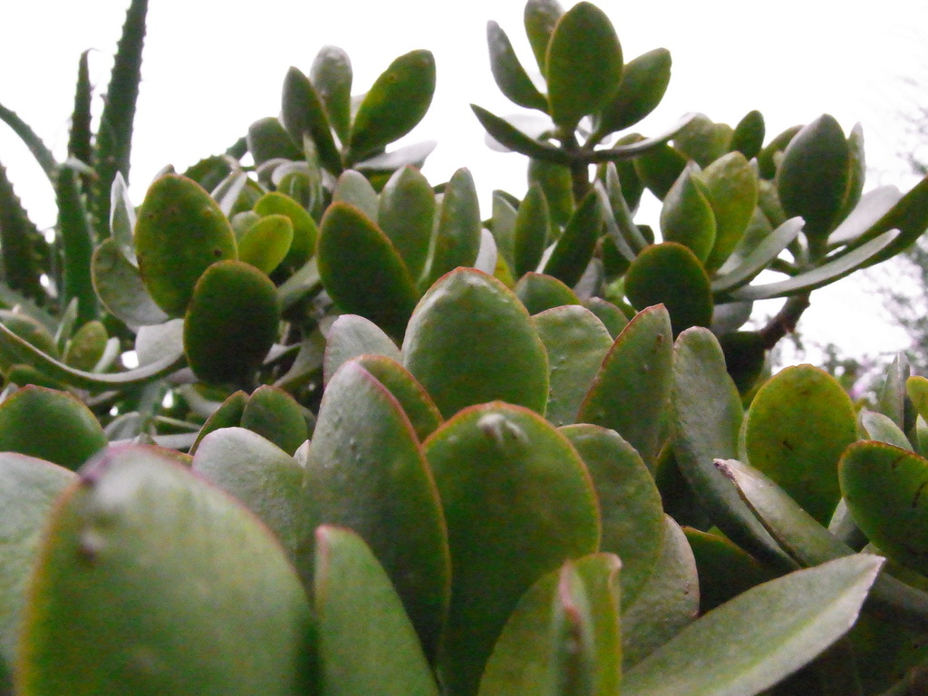 サボテンみたいな植物