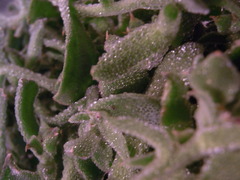 アイスプラント