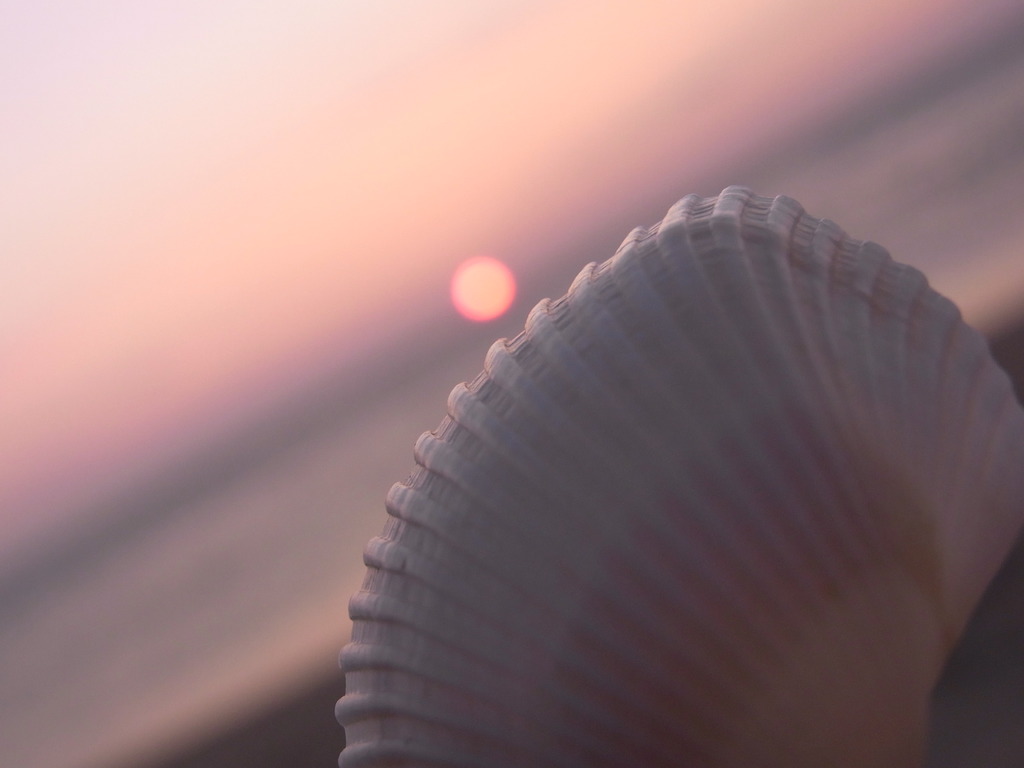 夕日と貝殻