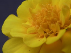 花　マリーゴールド