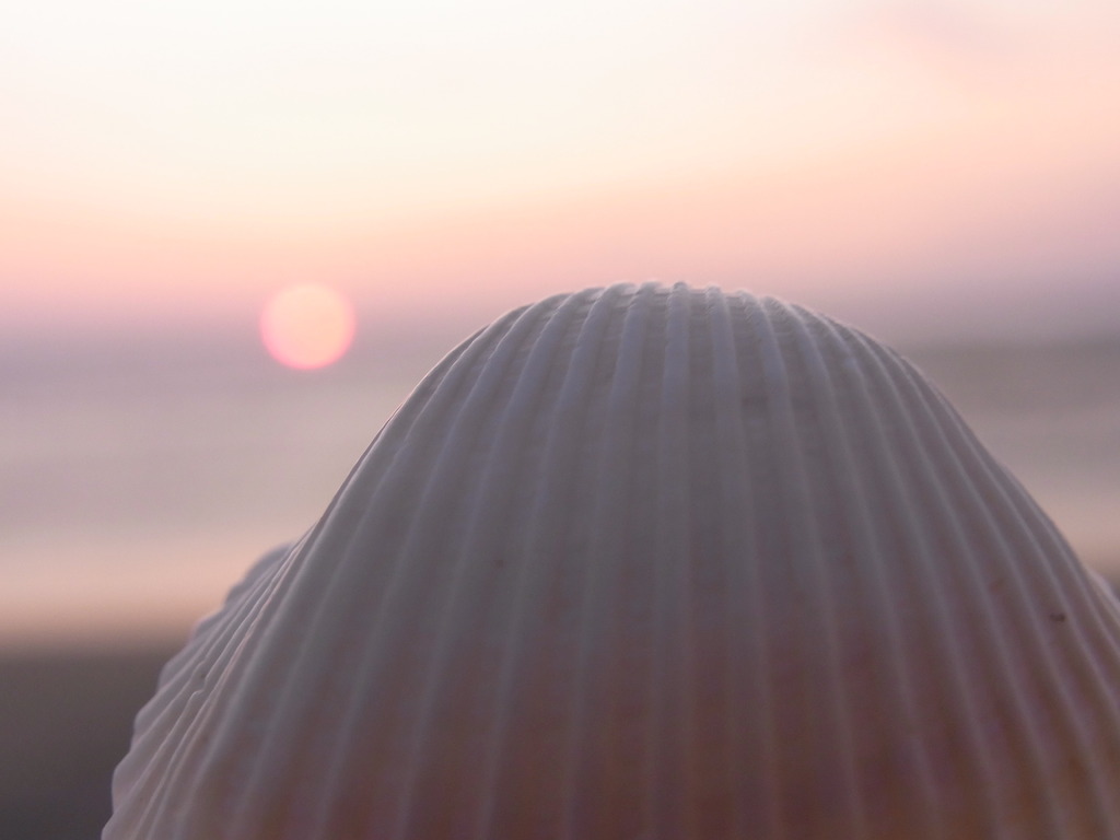 貝殻と夕日