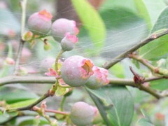 ブルーじゃないブルーベリー