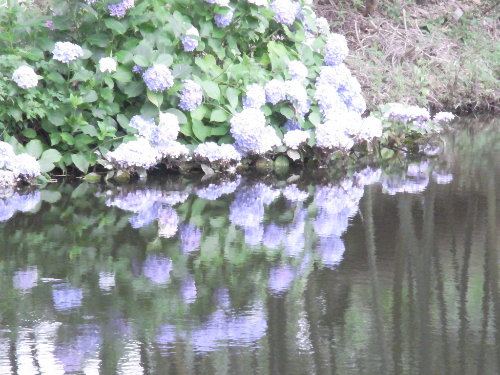 水面に写る紫陽花