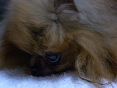 ウゥゥーーーーーー