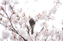 桜&ヒヨドリ