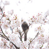 桜&ヒヨドリ