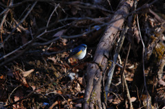 幸せの青い鳥