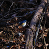 幸せの青い鳥