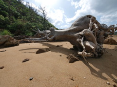 巨大な流木2