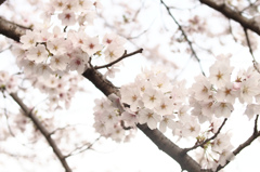sakura