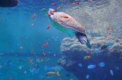 美ら海水族館1