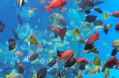 美ら海水族館2