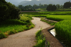 田園の白鷺