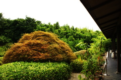 竹林公園はいい。
