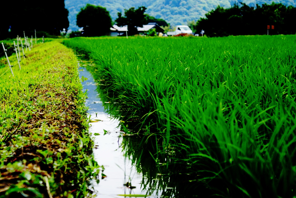 田園