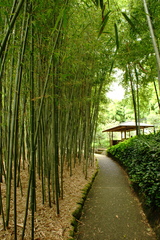 Overwhelming Bamboos