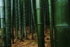 deep bamboo