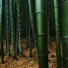 deep bamboo