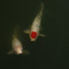 NIPPON CARP