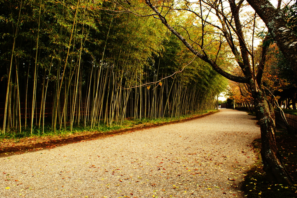 晩秋の竹道