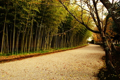 晩秋の竹道