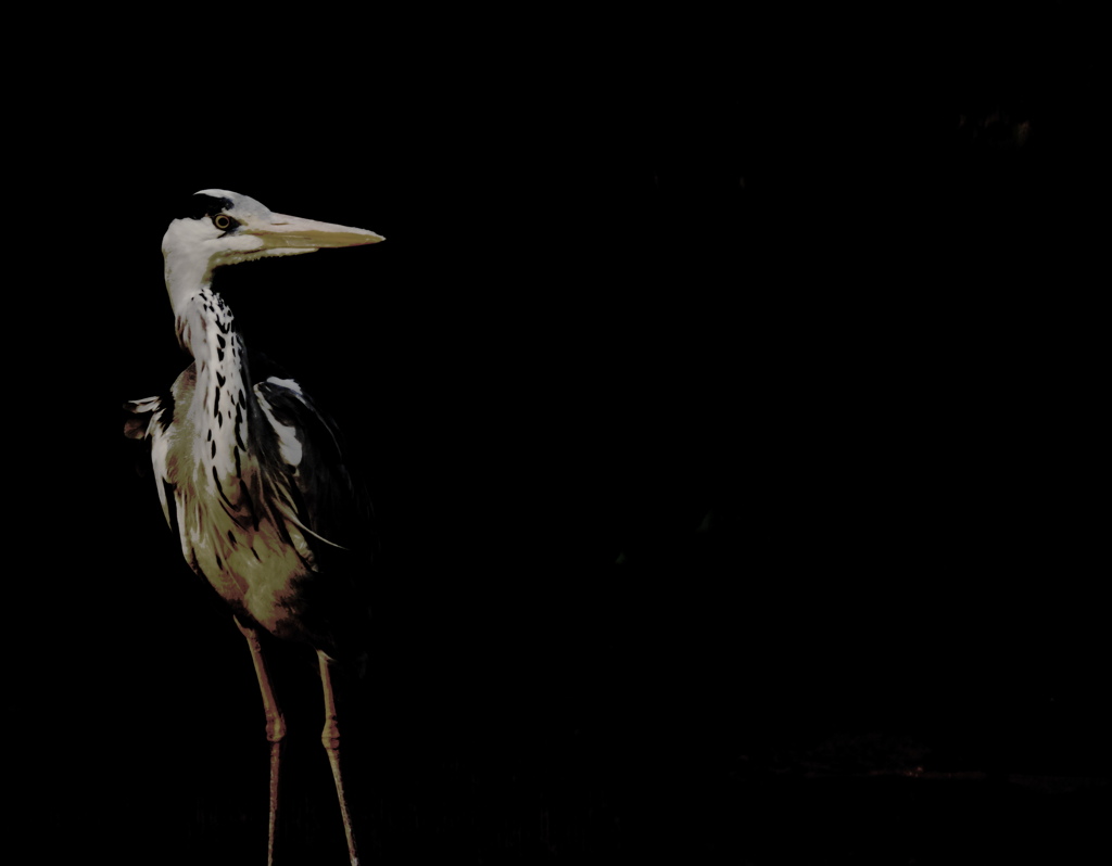 Grey Heron